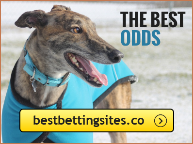 greyhound dog racing by bestbettingsites.co